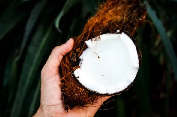 coconut oil hair cream